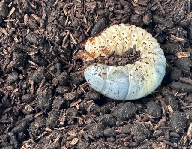 カブトムシの幼虫