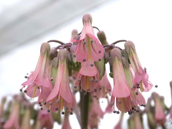 子宝草の花