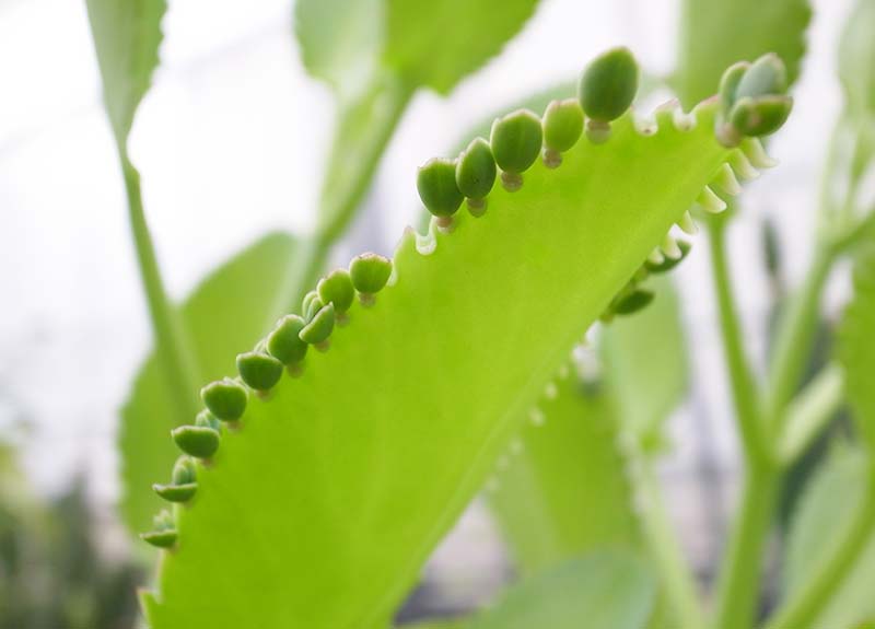 子宝草 育て方 観葉植物 Dictionary ブルーミングスケープ