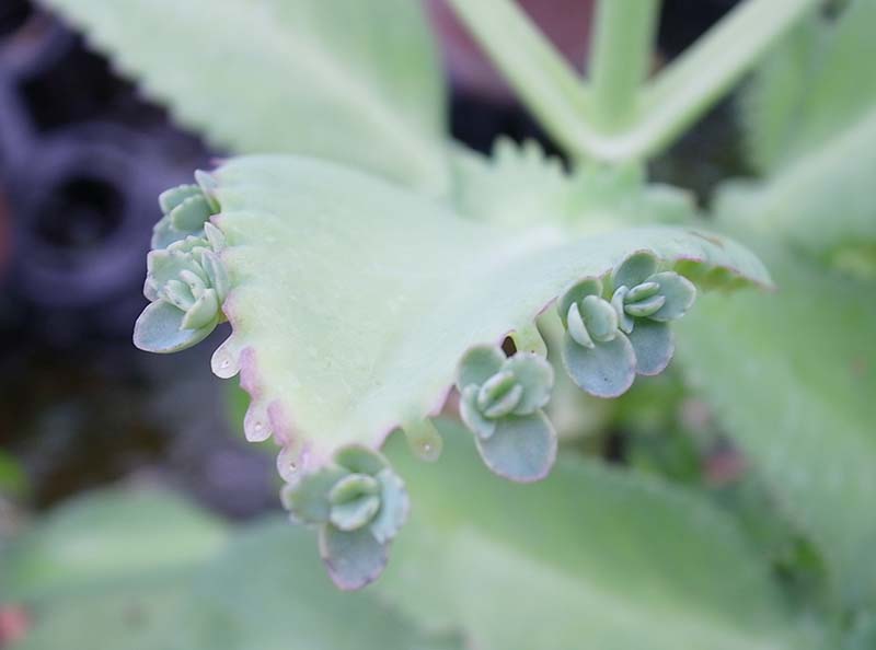 観葉植物の土にカビが生える