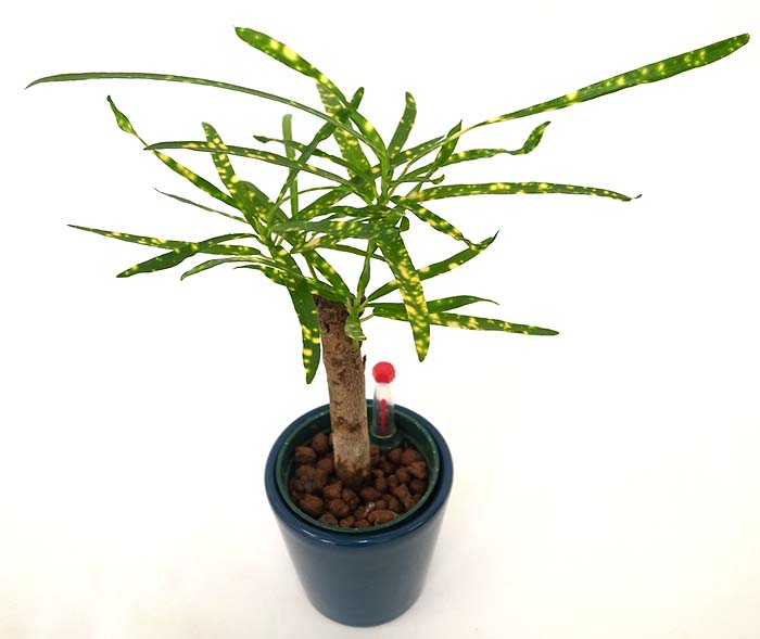 成長点が折れたクロトンの対処方法 観葉植物の育て方 ｑ ａ ブルーミングスケープ