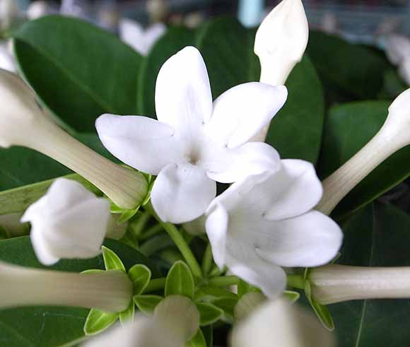 植え替え後のマダガスカルジャスミンの葉が落ちる 観葉植物の育て方 ｑ ａ ブルーミングスケープ