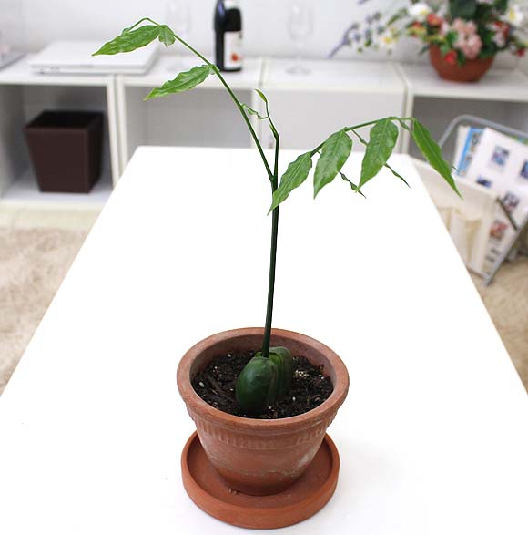 オーストラリアビーンズ 豆の木 育て方 観葉植物 Dictionary ブルーミングスケープ
