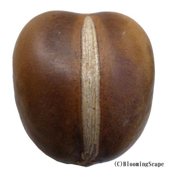 オーストラリアビーンズ 豆の木 育て方 観葉植物 Dictionary ブルーミングスケープ