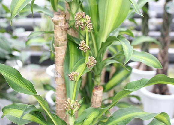 幸福の木が幹がふかふかして枯れそう 観葉植物の育て方 ｑ ａ ブルーミングスケープ