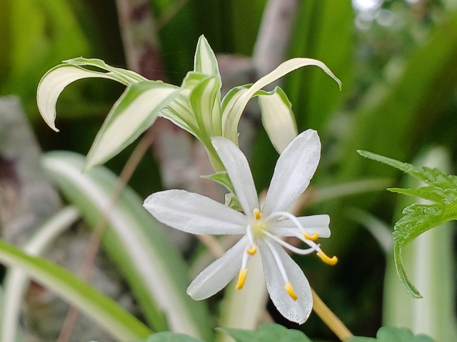 オリヅルランの花