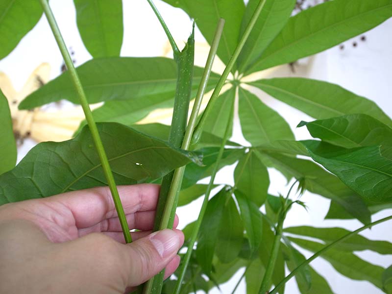 パキラ 葉っぱ 茶色