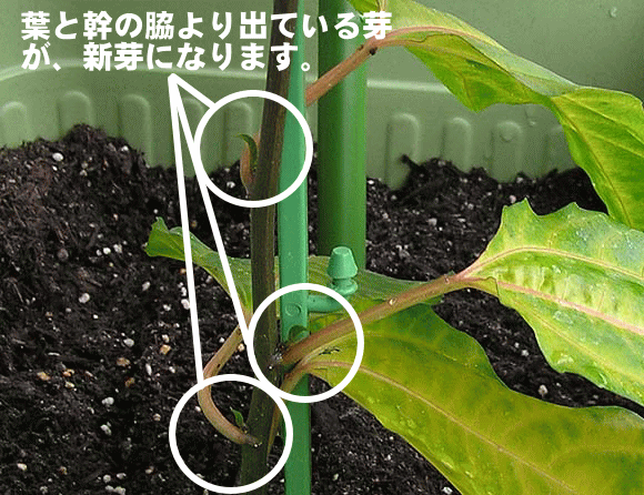 パッションフルーツの栽培方法 育て方 観葉植物 Dictionary ブルーミングスケープ