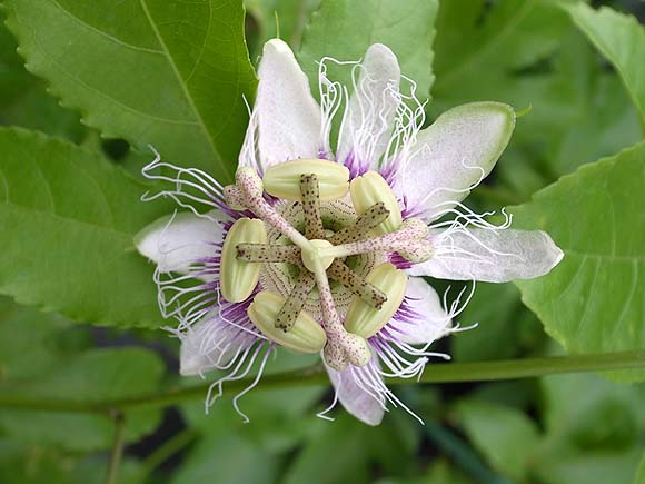 パッションフルーツの栽培方法 育て方 観葉植物 Dictionary ブルーミングスケープ