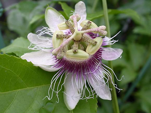 ハッションフルーツの花