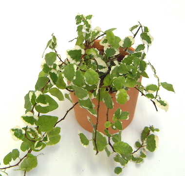 お風呂場での育てられる観葉植物 観葉植物の育て方 ｑ ａ ブルーミングスケープ