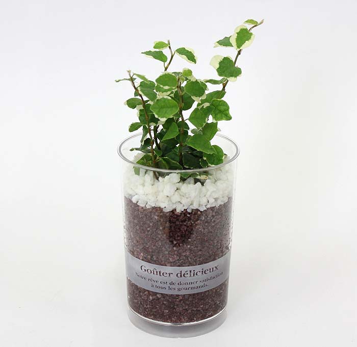 プミラのハイドロカルチャーの切り替え方法 観葉植物の育て方 ｑ ａ ブルーミングスケープ