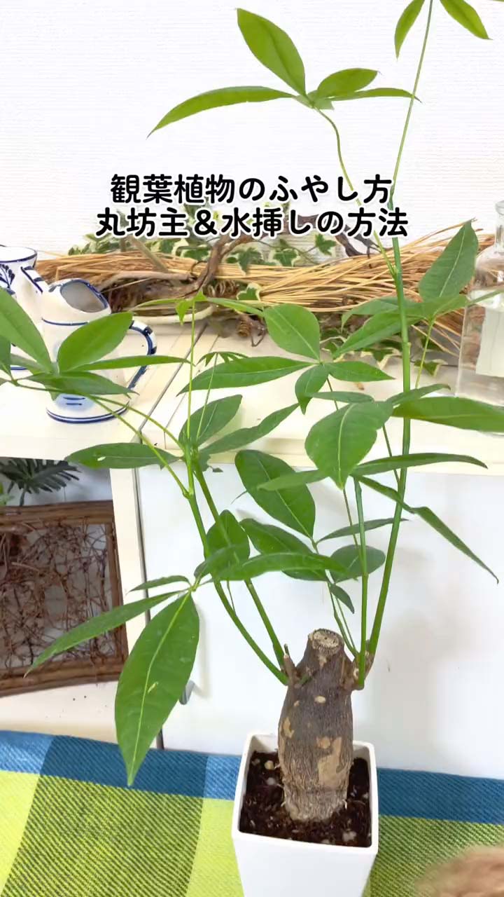 挿し木の方法