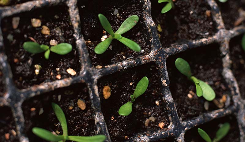 挿し木 茎挿しの方法 観葉植物のブルーミングスケープ