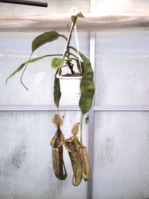食虫植物 育て方 観葉植物 Dictionary ブルーミングスケープ