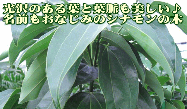 シナモン 育て方 観葉植物 Dictionary ブルーミングスケープ