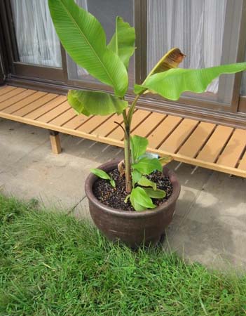 バナナ 育て方 観葉植物 Dictionary ブルーミングスケープ