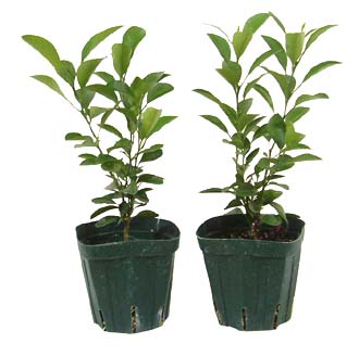 シークワサー シークヮーサー 育て方 観葉植物 Dictionary ブルーミングスケープ