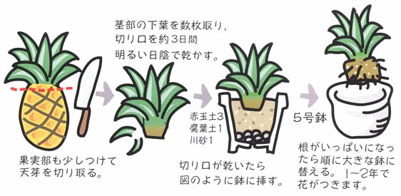 パイナップル 育て方 観葉植物 Dictionary ブルーミングスケープ