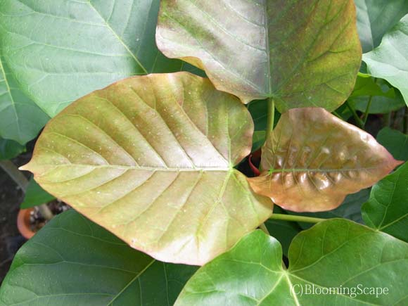 フィカス ウンベラータの新芽に穴 観葉植物の育て方 ｑ ａ ブルーミングスケープ