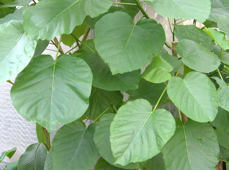 ウンベラータの落葉 虫が原因 観葉植物の育て方 ｑ ａ ブルーミングスケープ