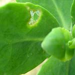 ベンケイソウ（子宝草）の葉の穴の原因と対処方法
