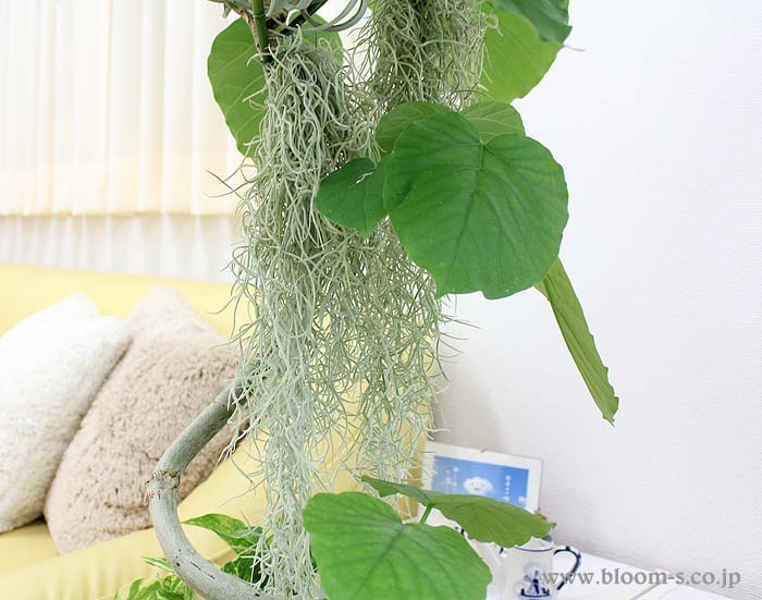 チランジア ウスネオイデス 通販 販売 観葉植物のブルーミングスケープ チランジア ウスネオイデス 通販 販売 観葉植物のブルーミングスケープ