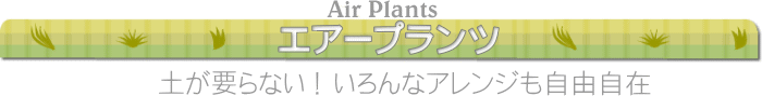 エアープランツ