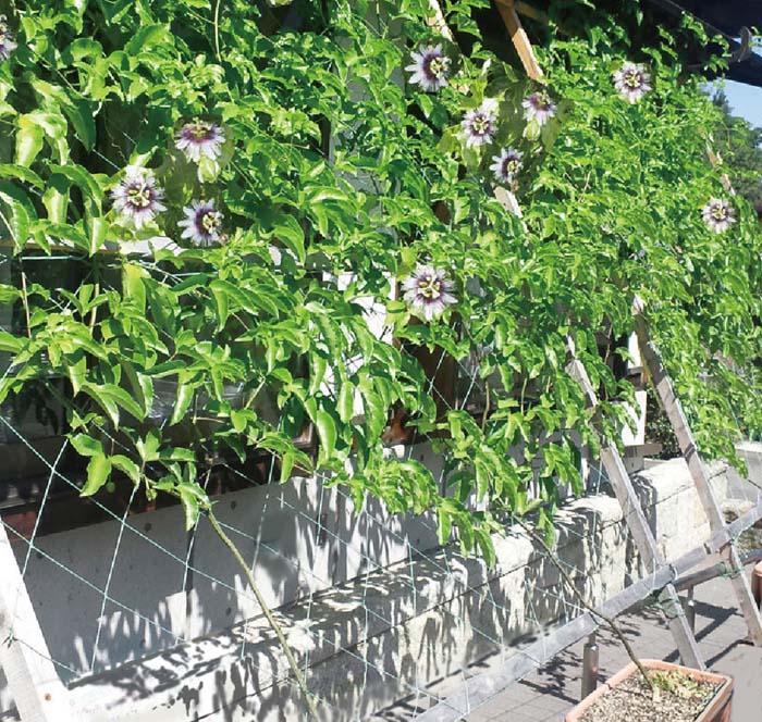 グリーンカーテンの簡単な作り方は おすすめの植物もご紹介