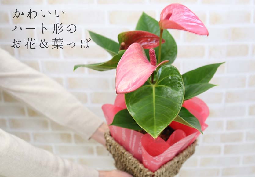 アンスリウム ピンク バスケット鉢カバー ブルーミングスケープ 観葉植物 通販 販売