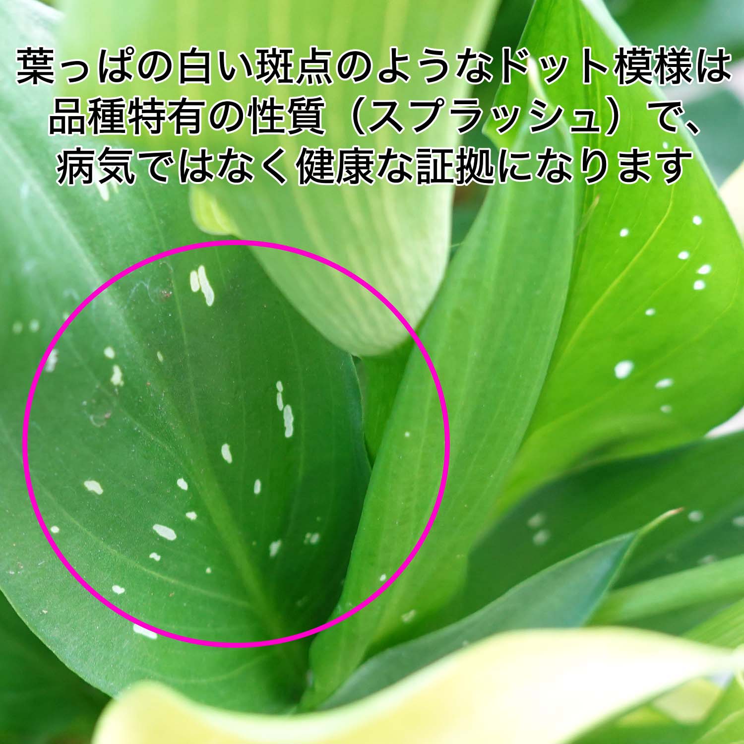 カラー