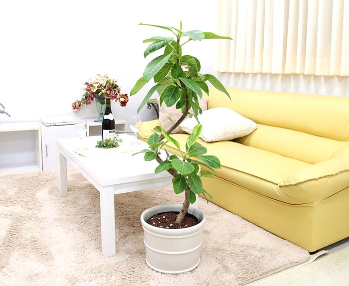 ハイドロカルチャー 大型 アルティシーマ 陶器鉢 通販 販売 観葉植物のブルーミングスケープ