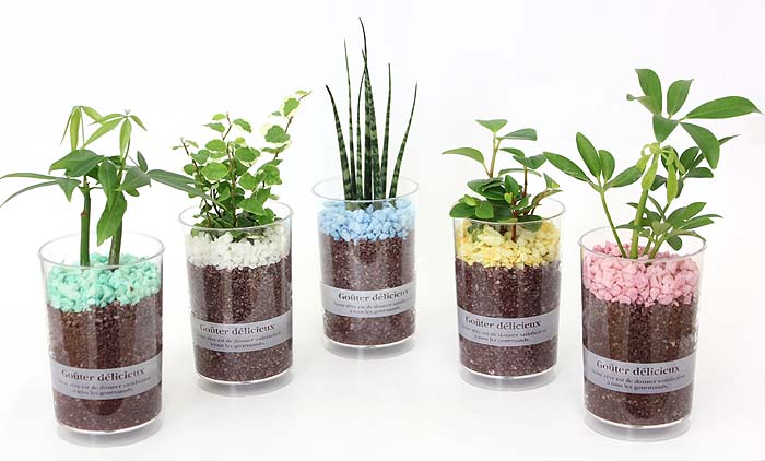 ショコラのようなミニ観葉植物 通販 販売 観葉植物のブルーミングスケープ ショコラのようなミニ観葉植物 通販 販売 観葉植物のブルーミングスケープ
