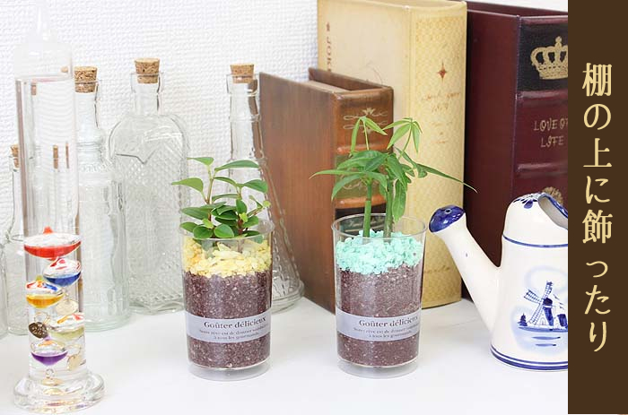 ショコラのような雰囲気♪ ミニ観葉植物 デザートカップ