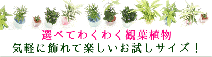 気軽に飾れて楽しいお試しサイズ!
