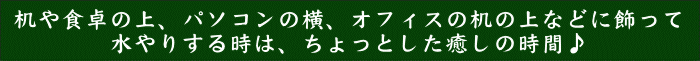 インテリアにあわせて鉢色をお選びいただけます。