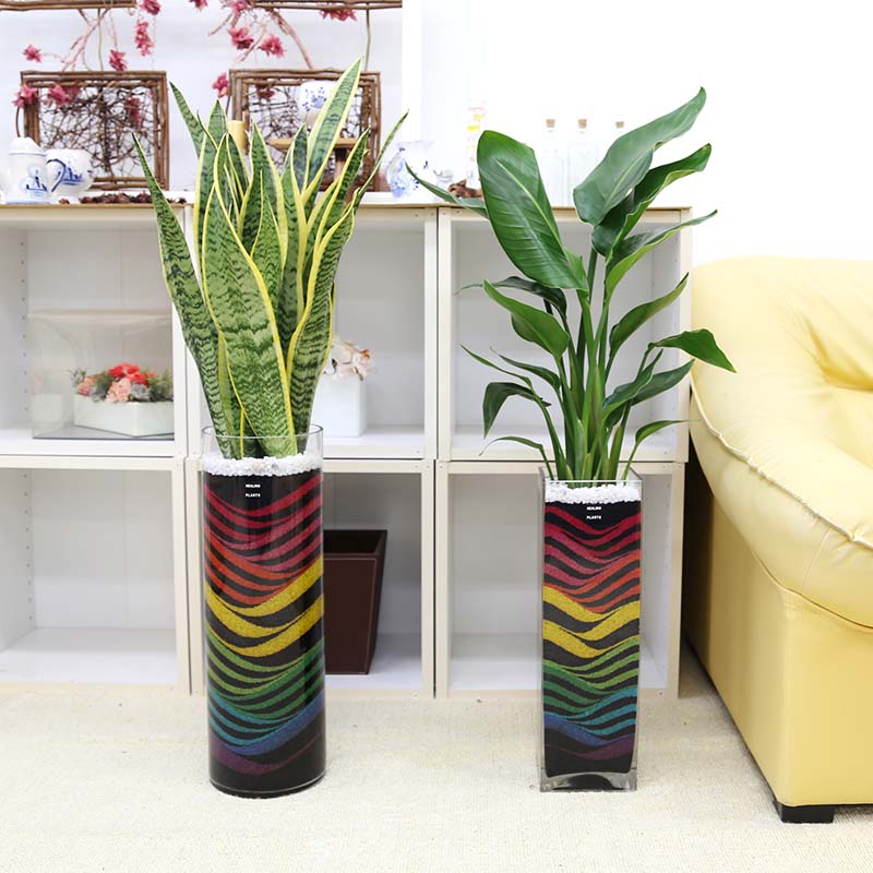 レインボークリスタル 通販 販売 観葉植物のブルーミングスケープ レインボークリスタル 通販 販売 観葉植物のブルーミングスケープ