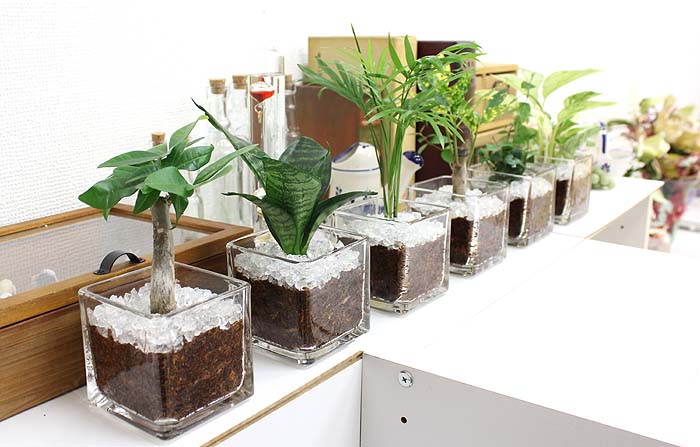 ミニ観葉植物 ガラスカレットセット 通販 販売 観葉植物のブルーミングスケープ