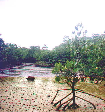 珍しい マングローブ 通販 販売 観葉植物のブルーミングスケープ