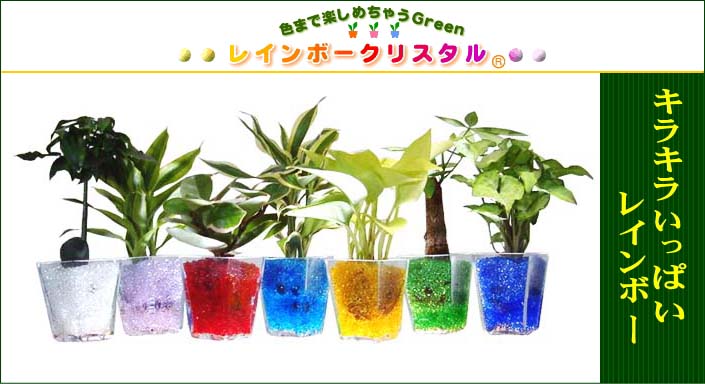 ミニ観葉植物 レインボークリスタル