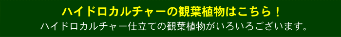 ハイドロカルチャー観葉植物はこちら！