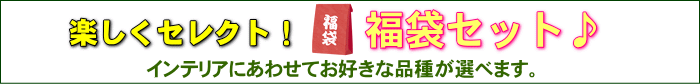 インテリアに合わせてお好きな観葉植物とネオコールの色をお選びいただける福袋セットです♪