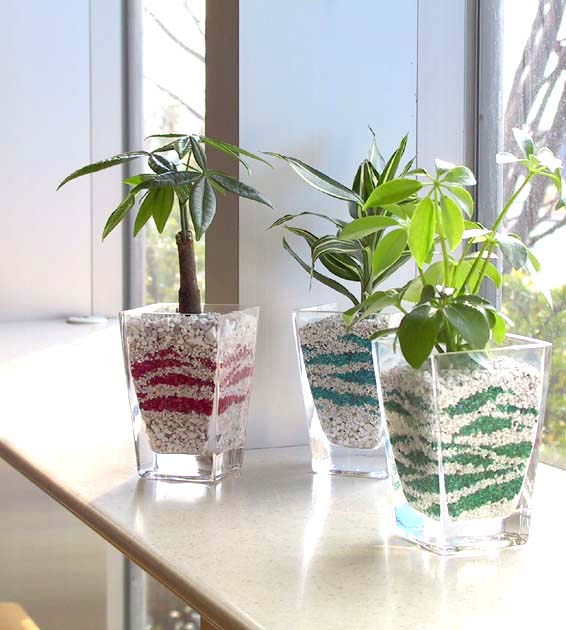 観葉植物の苗 通販 販売｜ブルーミングスケープ