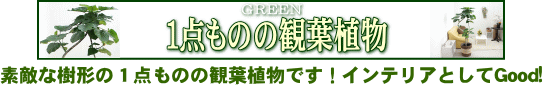 スタイリッシュな観葉植物