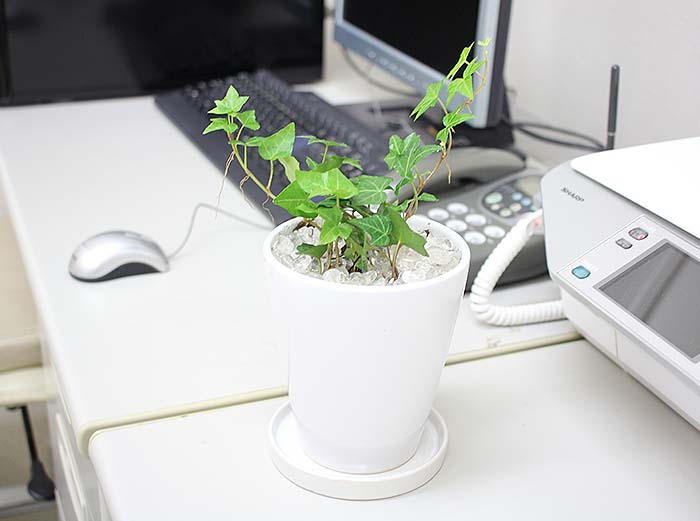 アイビー 陶器鉢 丸形 通販 販売 観葉植物のブルーミングスケープ