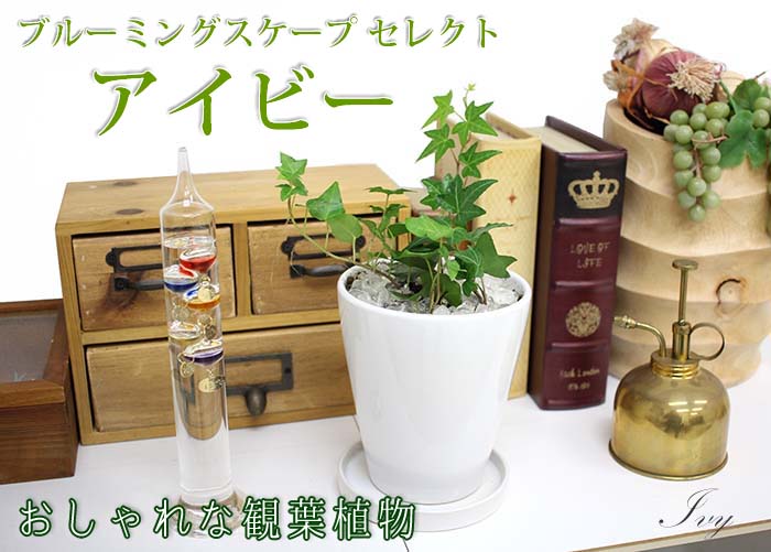 アイビー 通販 販売 観葉植物のブルーミングスケープ