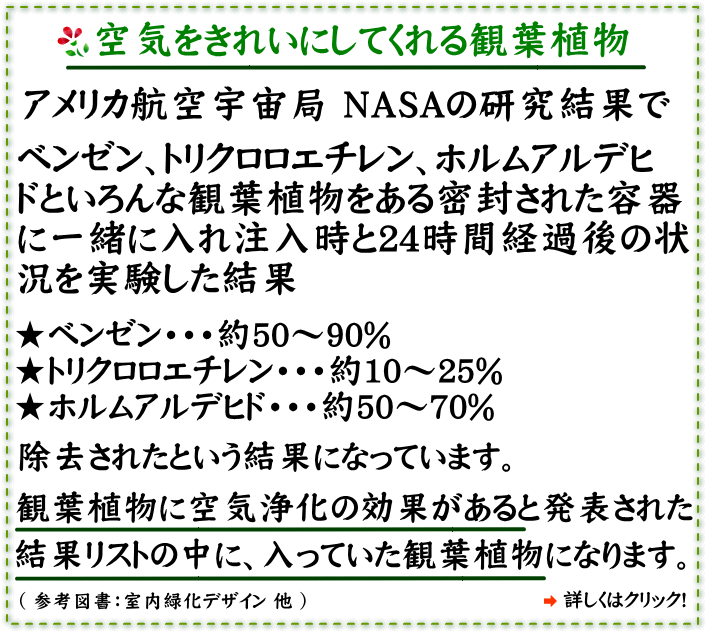 空気を綺麗にする観葉植物