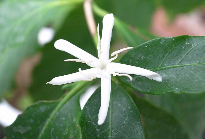 コーヒーの木のお花