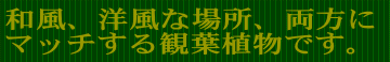 店頭ではあまり見かけない観葉植物