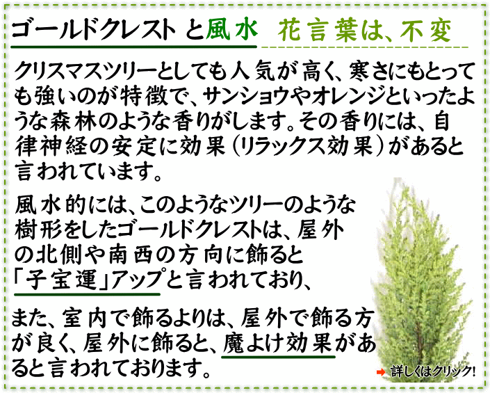 ゴールドクレスト 通販 販売 観葉植物のブルーミングスケープ